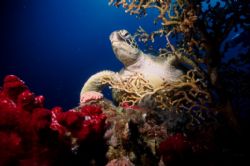 Turtle and Sea Fan, Yongala Wreck, Coral Sea by David Molina 